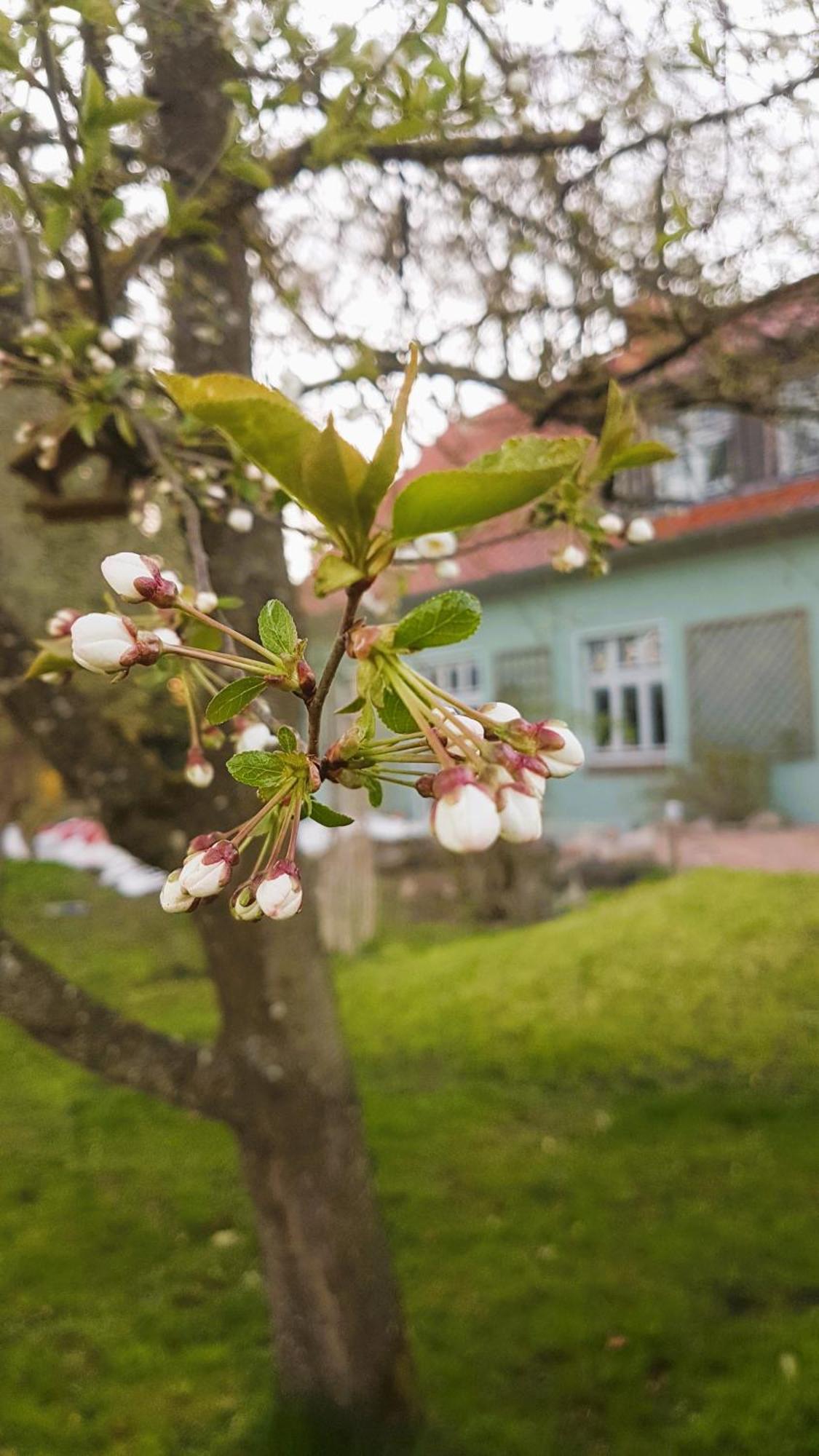 Ferienhaus Salvia Gremersdorf-Buchholz エクステリア 写真