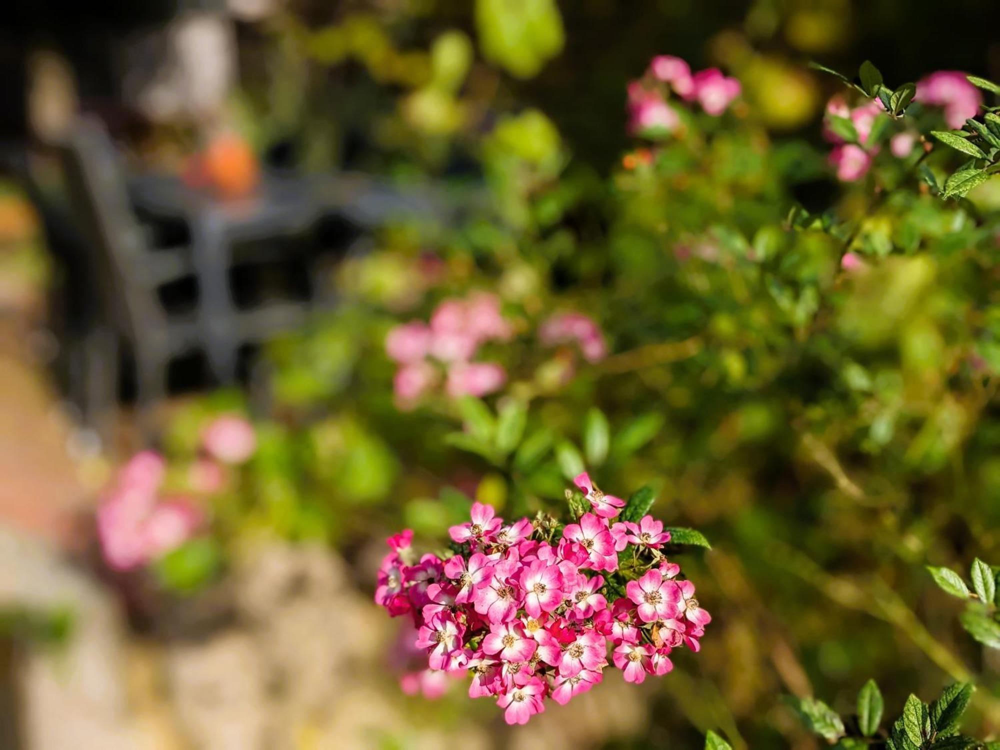 Ferienhaus Salvia Gremersdorf-Buchholz エクステリア 写真