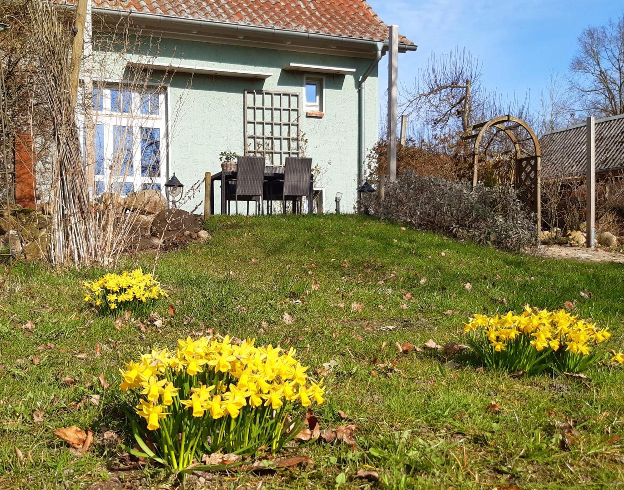 Ferienhaus Salvia Gremersdorf-Buchholz エクステリア 写真