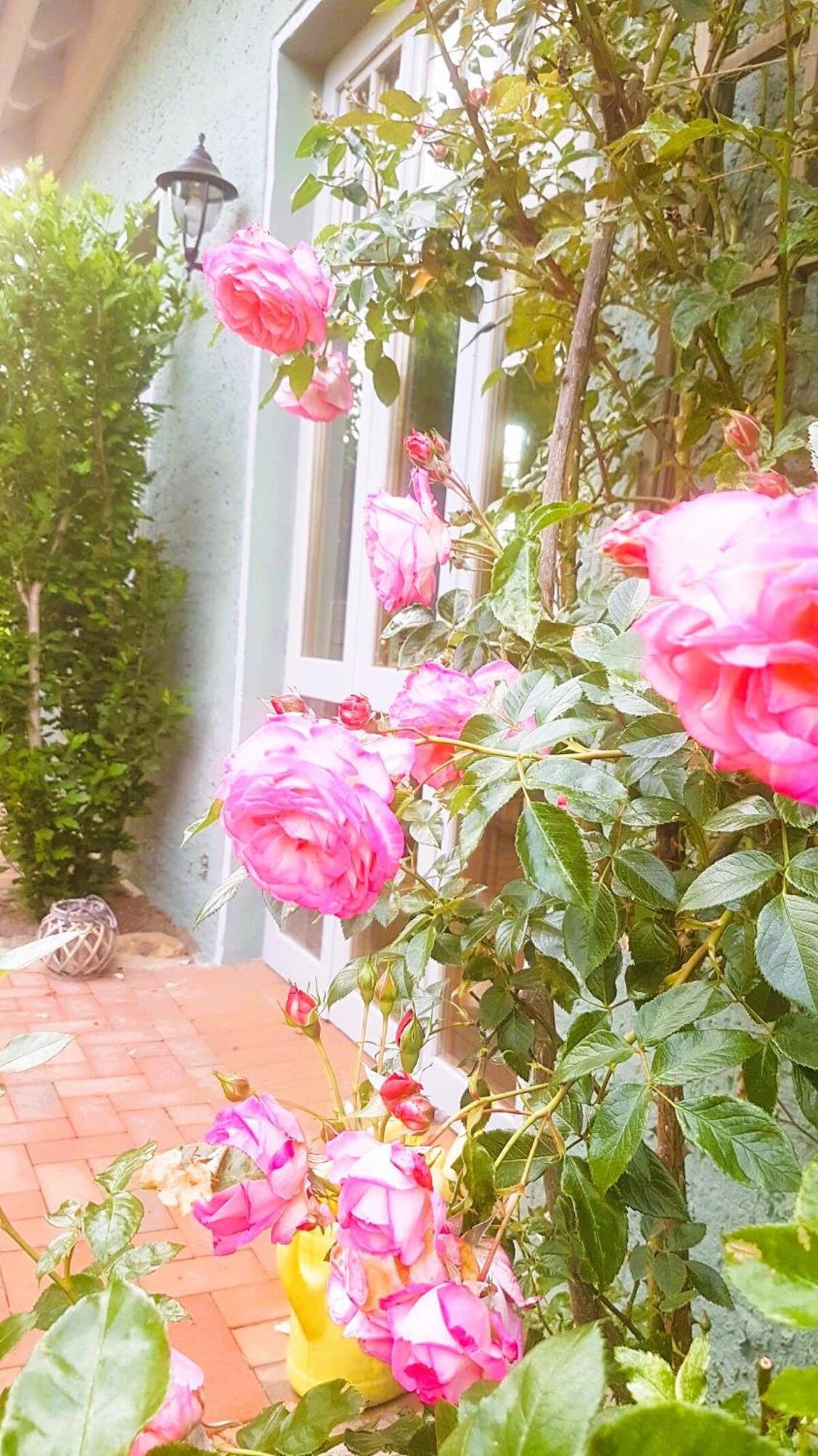 Ferienhaus Salvia Gremersdorf-Buchholz エクステリア 写真
