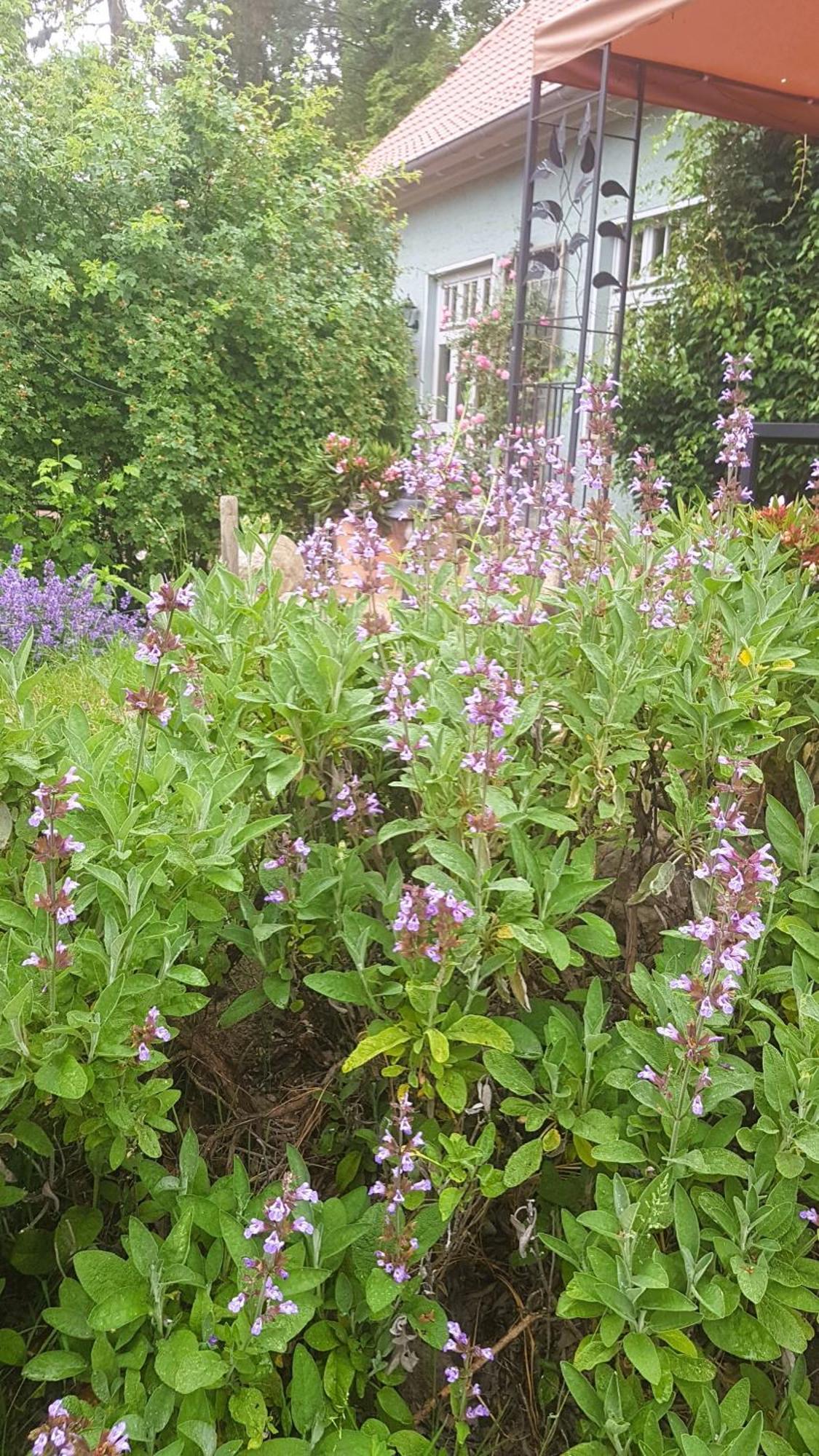 Ferienhaus Salvia Gremersdorf-Buchholz エクステリア 写真